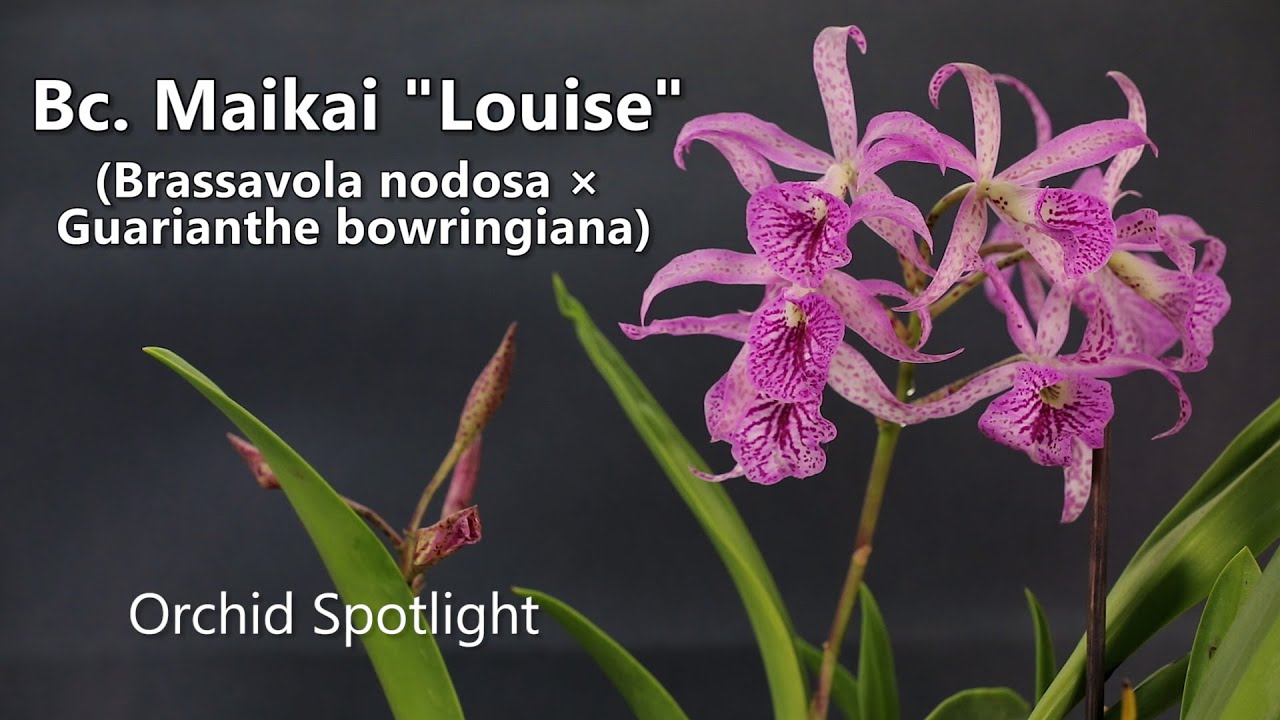 Bc. Maikai 'Louise' // Orchid Spotlight
