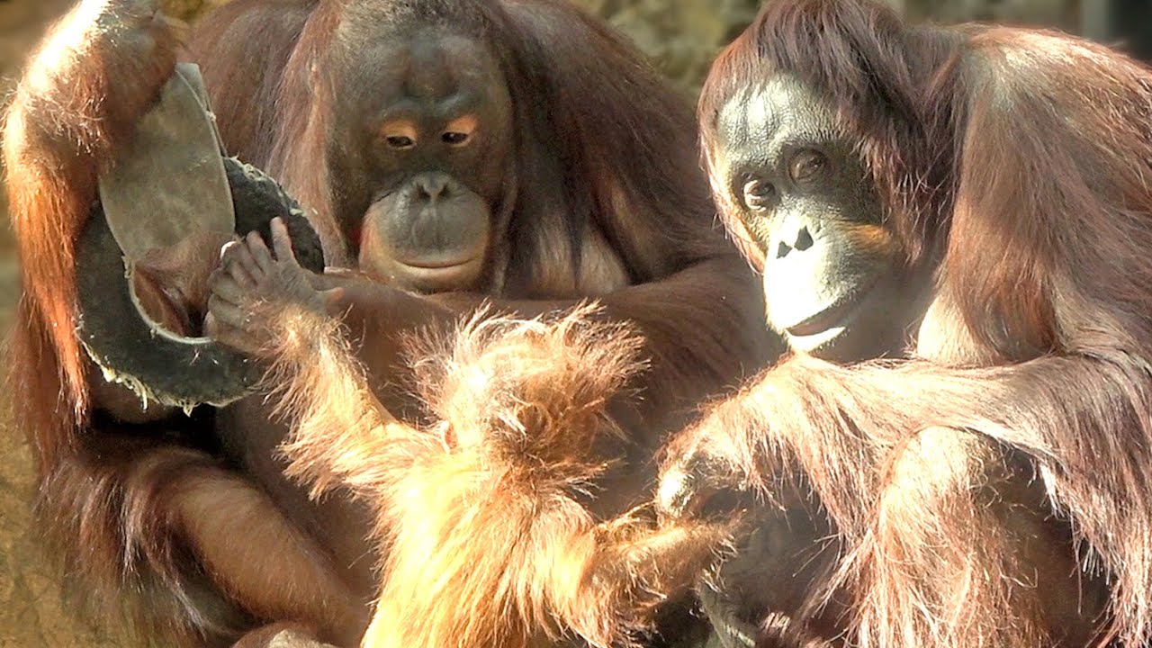キーボーに触りたい、抱きたいのを我慢している、いじらしいチェリア・オランウータン　2026/01/19