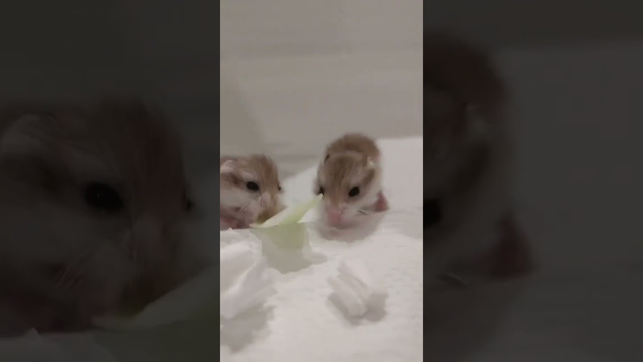 cabbage mukbang 😹 