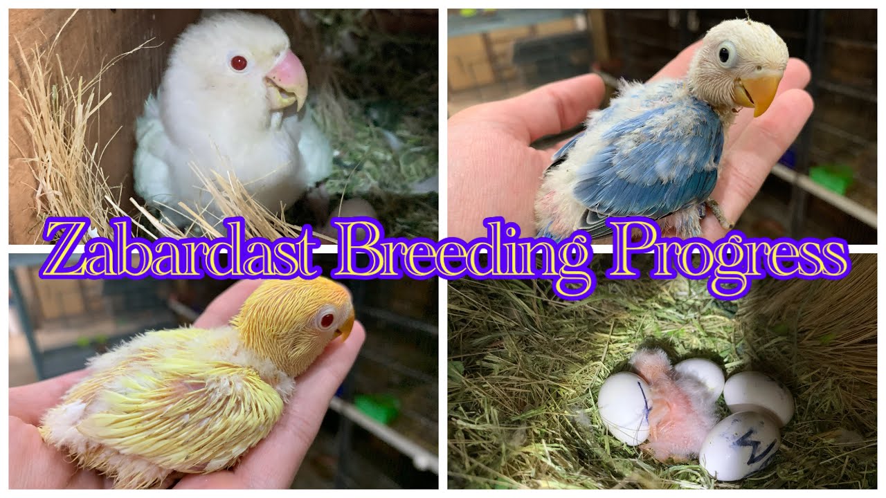 Surprising Lovebirds Mutation Breeding Progress|| Palefellow, Cremino. Albino Chicks