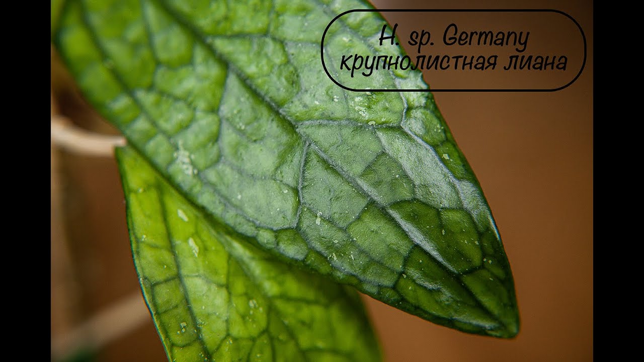 Крупнолистная лиана H.sp.Germany