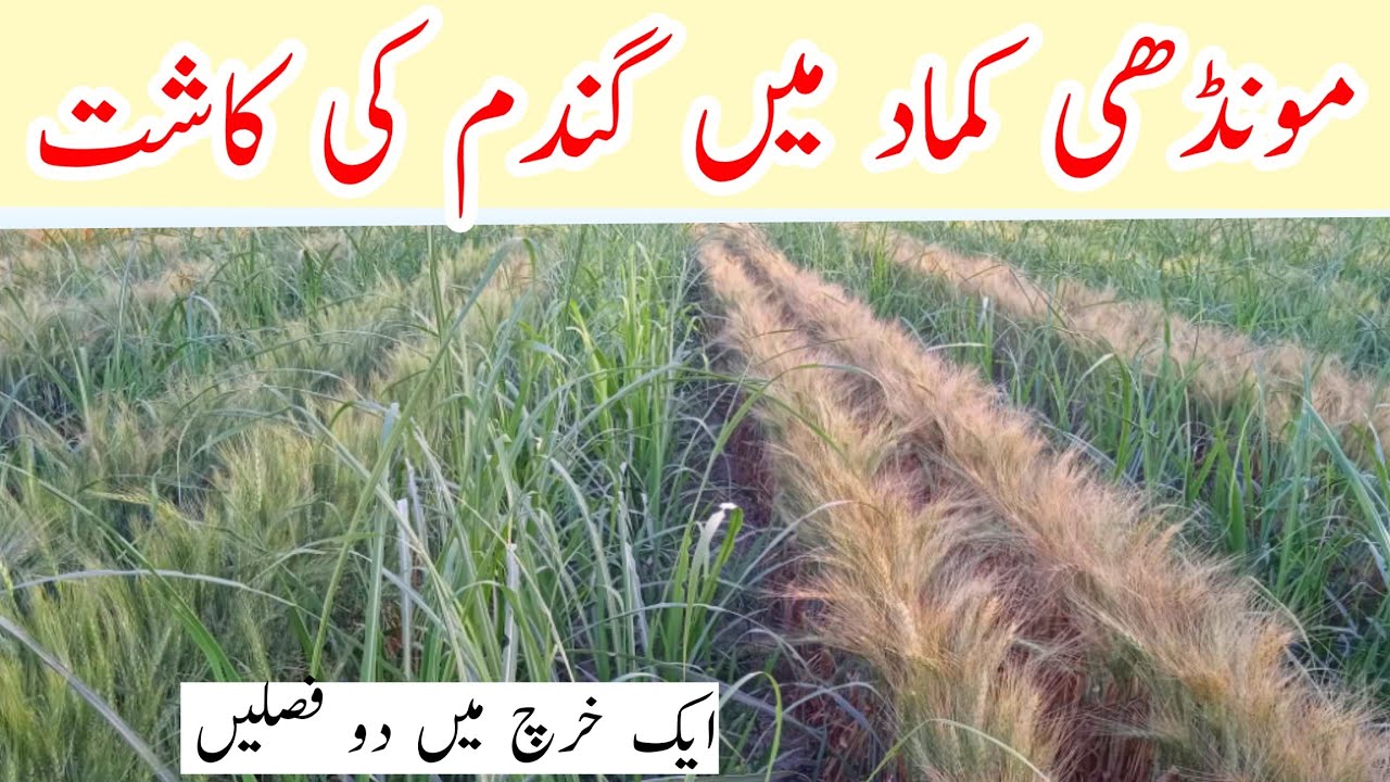 Wheat Cultivation in Ratoon Sugarcane Crop as Inter-Crop & Sugarcane Ratoon Crop Management