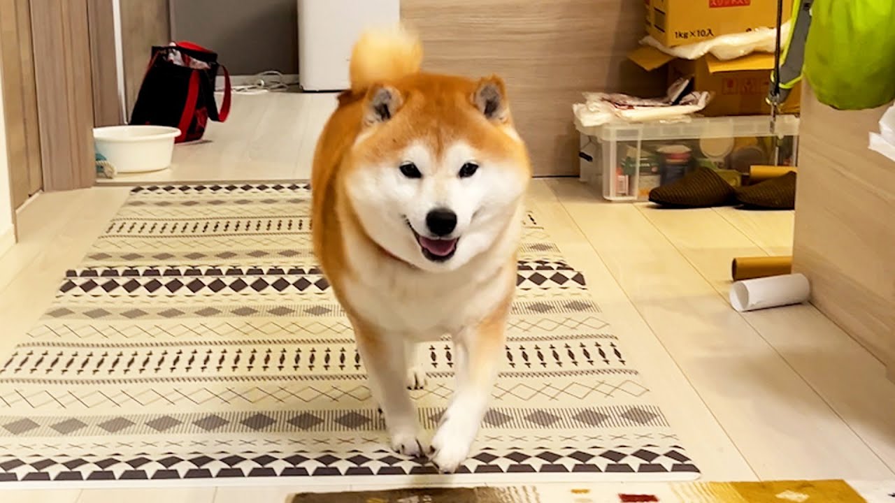 Anti-slip sheets have been placed on the temporary housing, and Shibe happily runs with a smile.