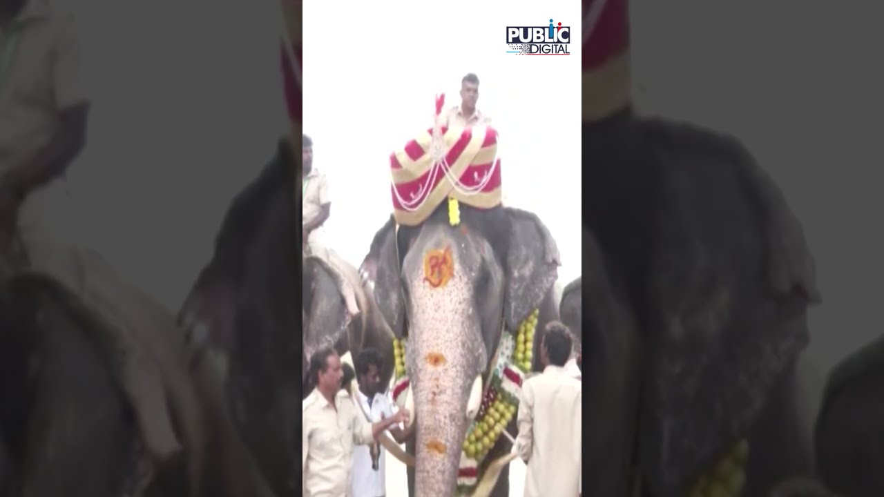 Dasara Elephant Abhimanyu Receives Grand Welcome With A Mysuru Peta | Mysuru Dasara