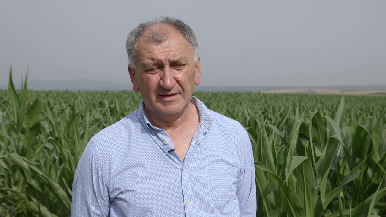Folijarno djubrivo FERTILEADER AXIS u kukuruzu - U nasem ataru