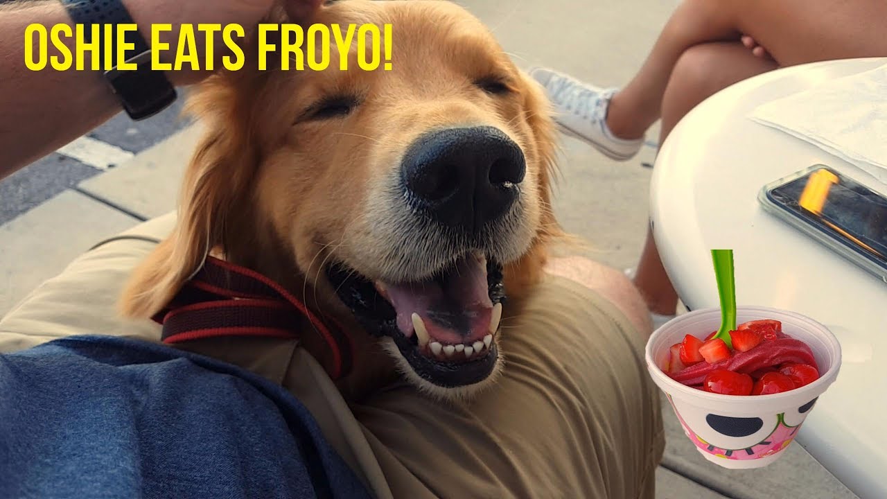GOLDEN RETRIEVER EATS FROYO | Oshies World