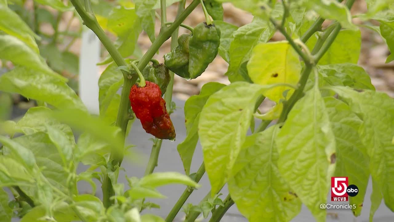 Boston’s Spicetober Fest Turns Up the Heat