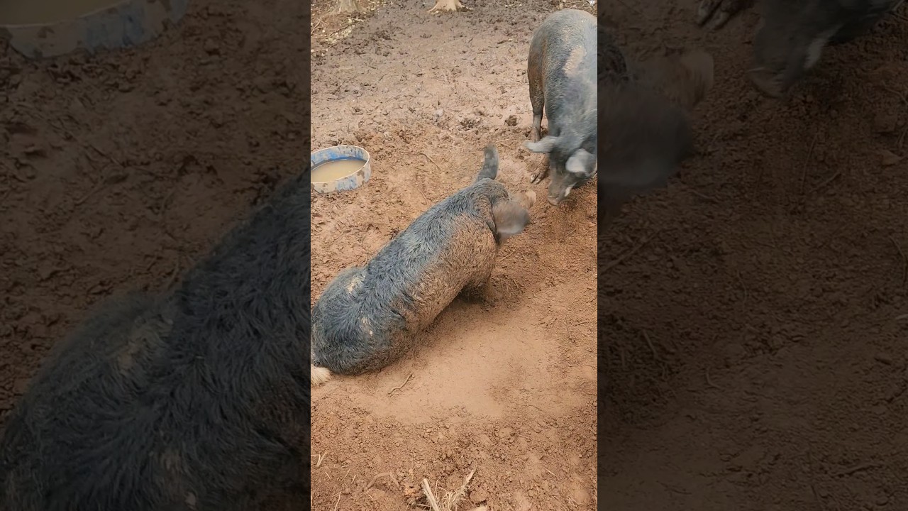 Mangelica Pigs Enjoying A Mud Bath 