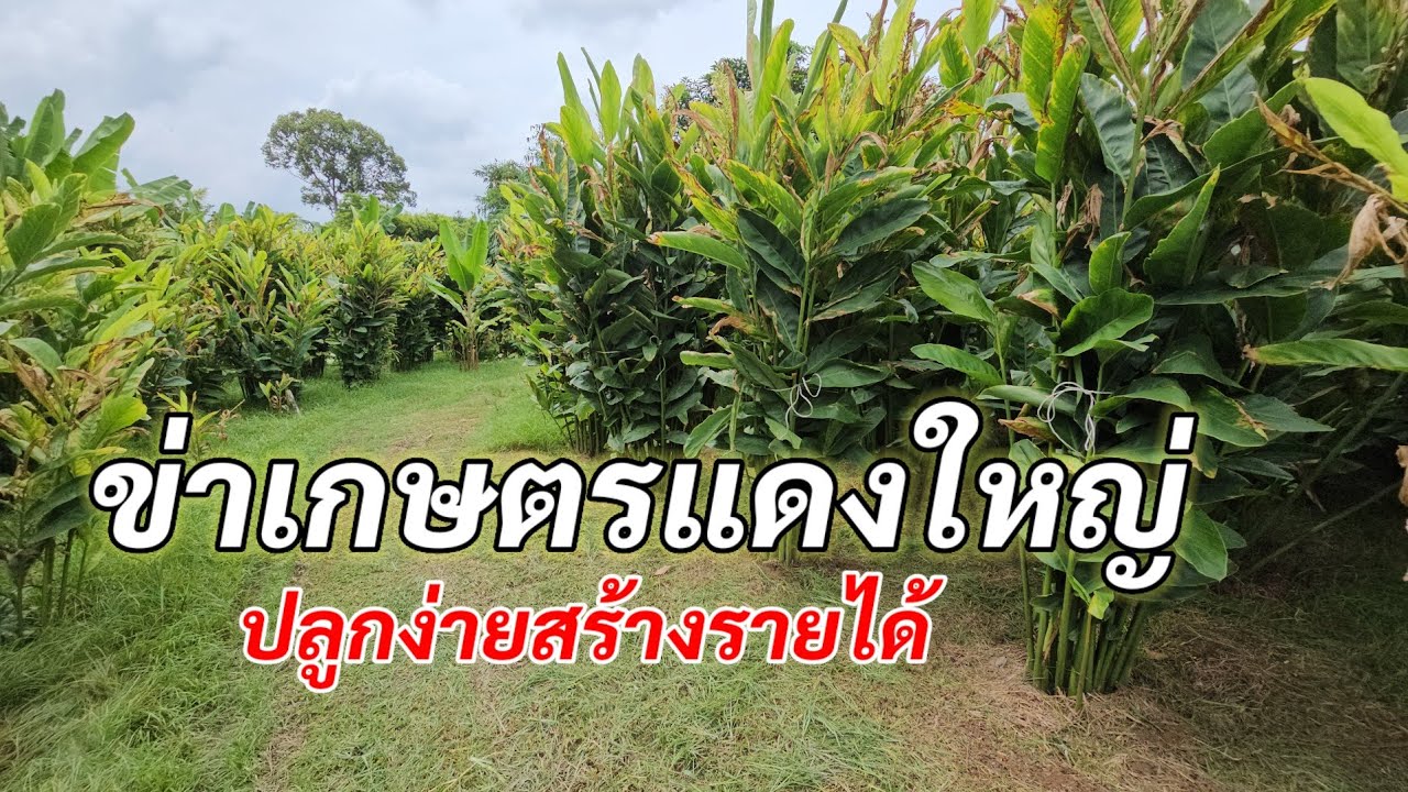 ปลูกข่าเกษตรแดงใหญ่ สร้างรายได้ อีกหนึ่งอาชีพที่หน้าสนใจ จ.ชัยภูมิ