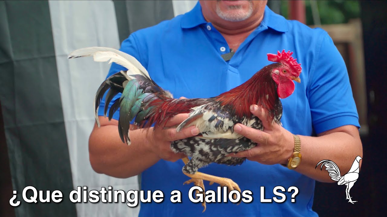 ¿Que distingue a Gallos LS?