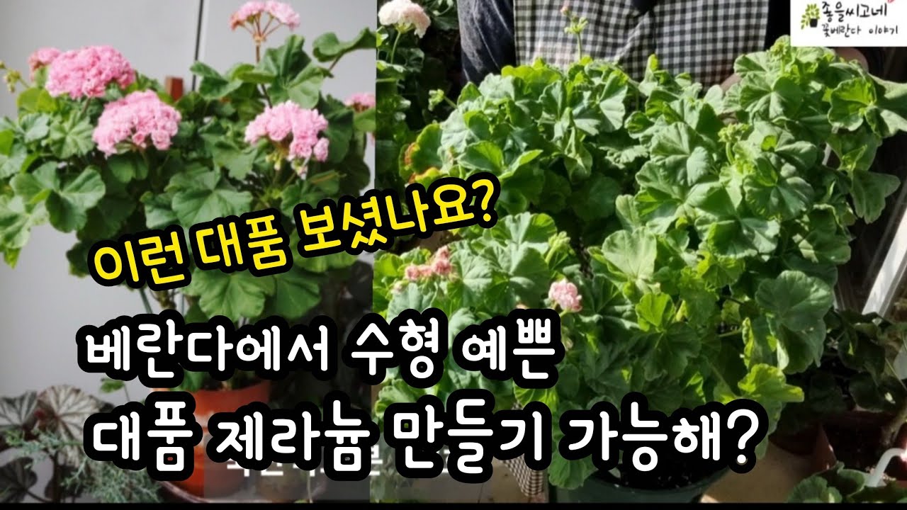#pelargonium  베란다 안에서 수형좋은 #제라늄 큰 대품이 가능해?