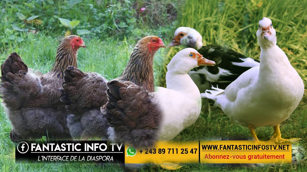 Elevage des poulets locaux et canard à Kinshasa 100 % rentable