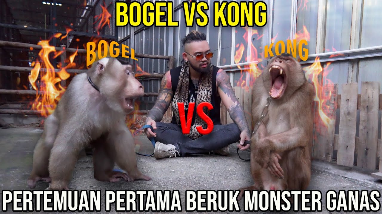 BOGEL VS KONG. PERTEMUAN PERTAMA BERUK MONSTER GANAS #AudreyA #KINGOFTHEJUNGLE