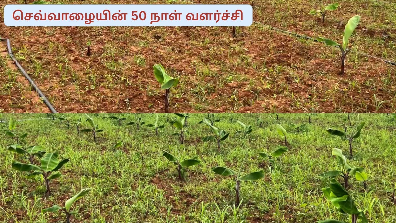 50 நாட்களுக்குப் பிறகு செவ்வாழையின் வளர்ச்சி / Red banana growth after 50 days