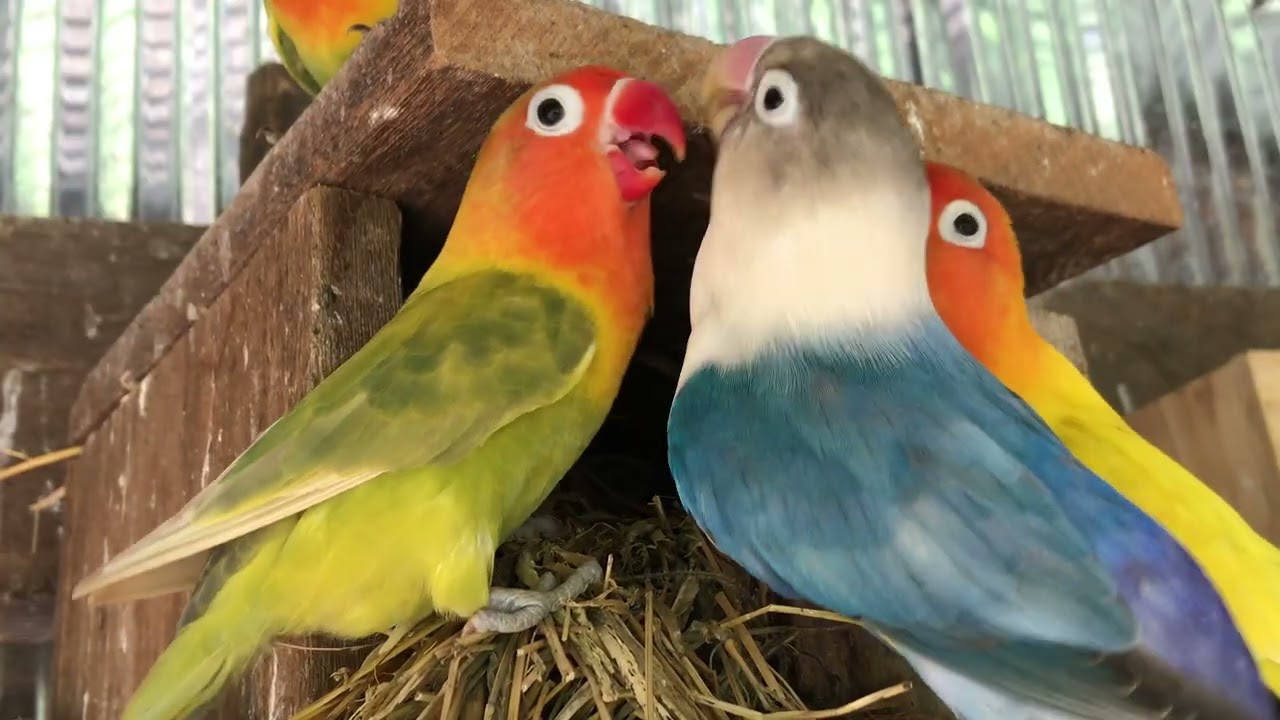 Lovebird Colorful 💚❤️#lovebirds #sunconure #parrotlover #birds #cutelovebird
