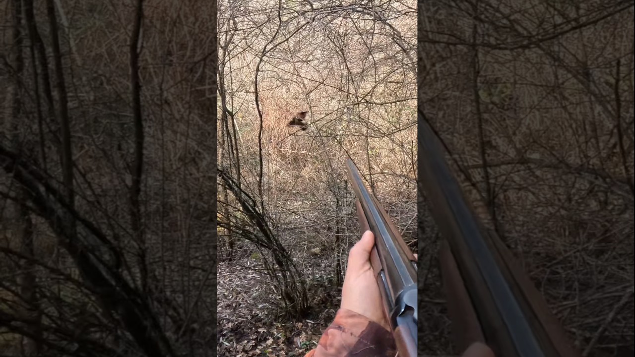 Woodcock Hunting: Long Tracking #woodcockhunting #woodcock #&ccedil;ullukavı #&ccedil;ulluk #setter #hunting
