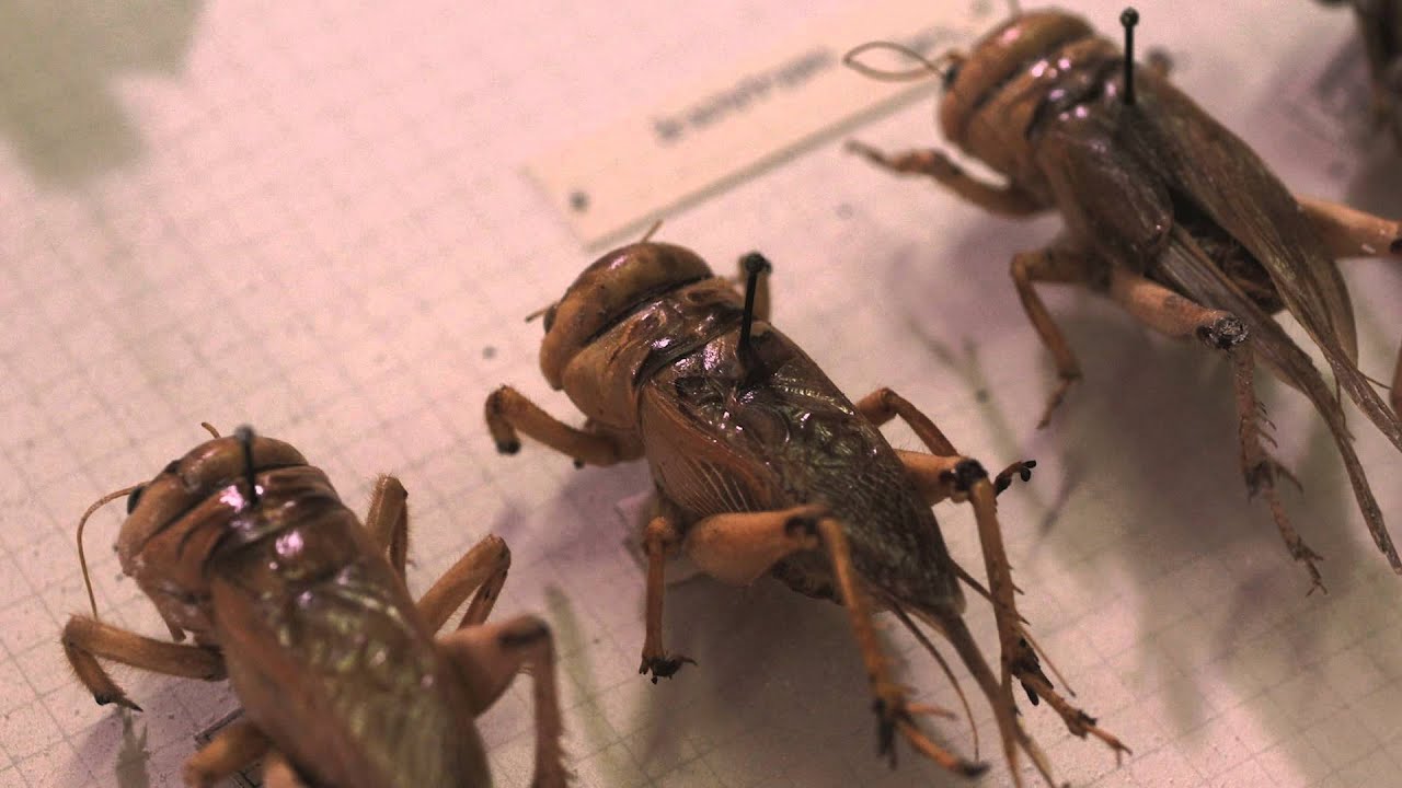Le Collezioni - Entomologia