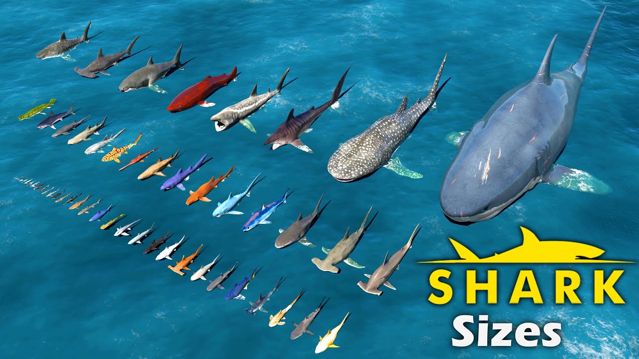 Shark Size Comparison