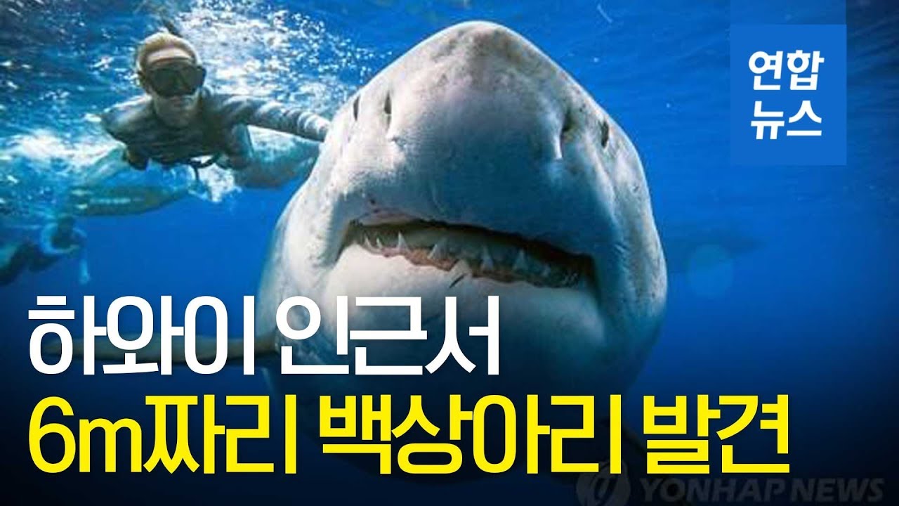 6m 백상아리가 하와이에&hellip; 세계서 가장 큰 '딥 블루' 추정 / 연합뉴스 (Yonhapnews)