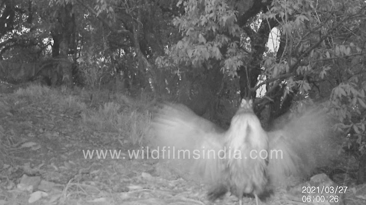 Kalij Pheasant males fight, display and argue over females, caught in wildfilmsindia camera traps