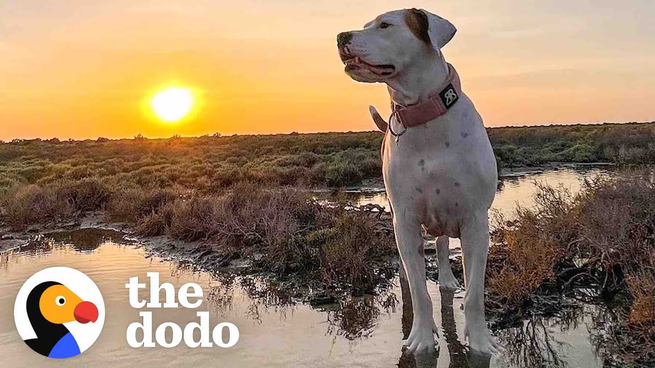 Rescue Dog Who Couldn't Move Starts Playing With A Puppy | The Dodo Faith = Restored