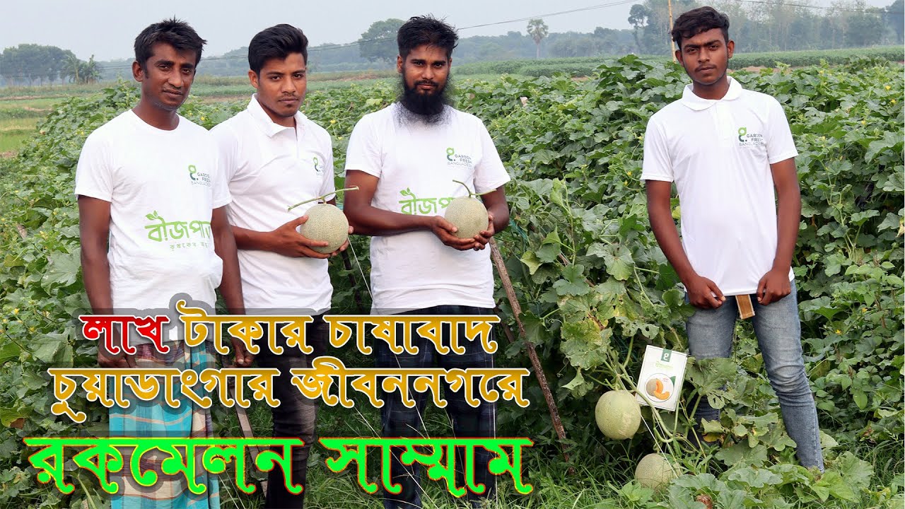 জাম্বো F1 সাম্মাম রকমেলন চাষ - জীবননগরের লাখ টাকার চাষীদের কথা । Rockmelon Shammam Cultivation