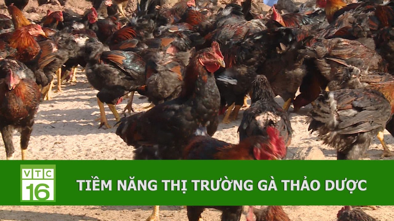 Gà thảo dược đắt gấp 3 gà thường vẫn cháy hàng | VTC16
