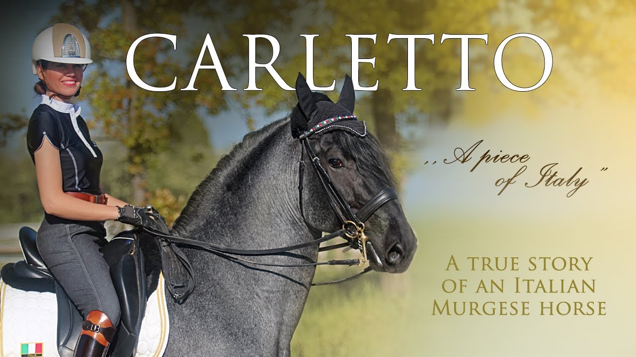 THE STORY OF CARLETTO | True story of an Italian Murgese horse