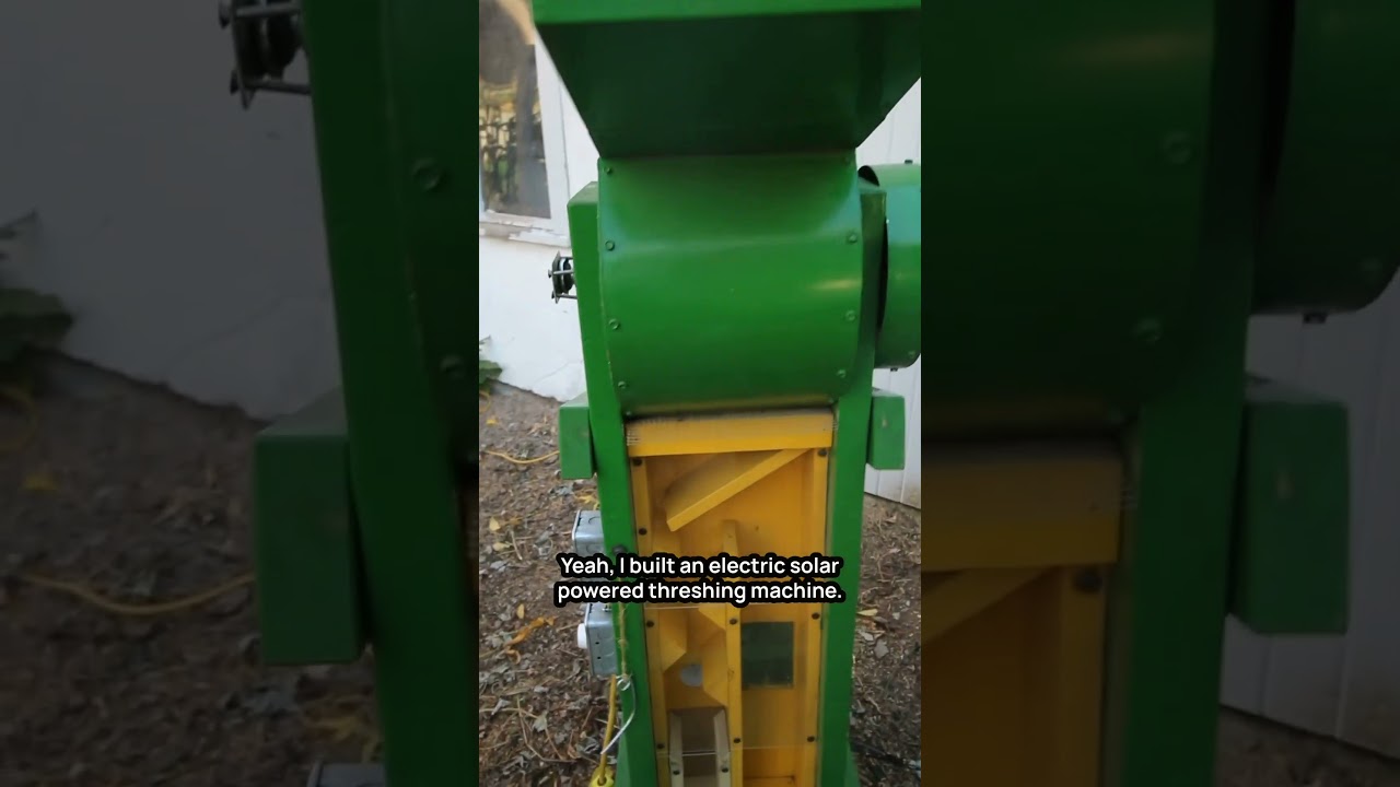 Сбор чечевицы в нашем домашнем саду