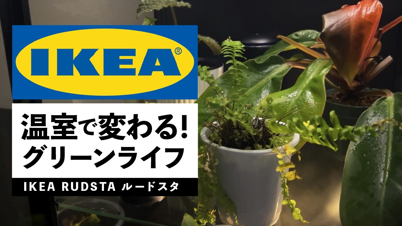 【IKEA観葉植物】簡易温室にピッタリ！IKEAのルードスタがすごい！
