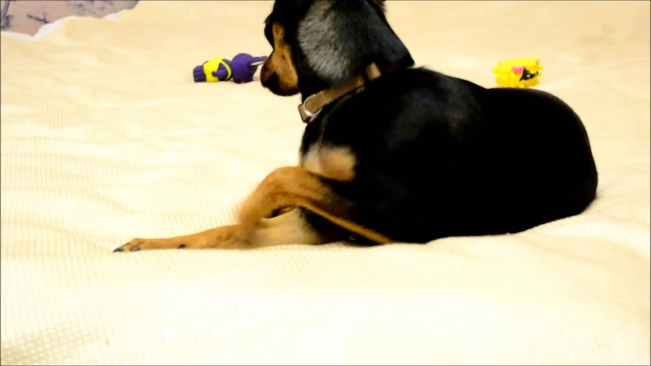 Что нужно сделать перед тем, как завести щенка той-терьера