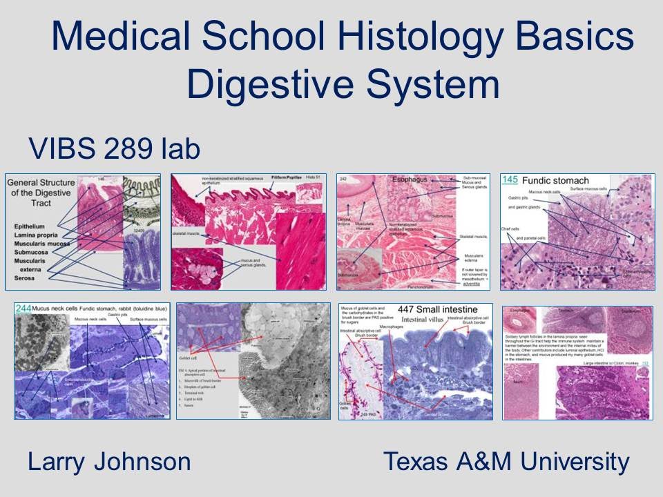 Medical School Histology Basics - Digestive System