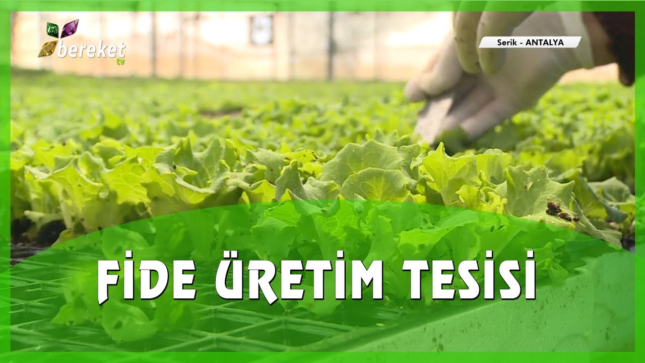 Yeşillik ve Lahana Grubu Sebzelerde Fide Yetiştiriciliği (Fidecilikte Mekanizasyonun Önemi)