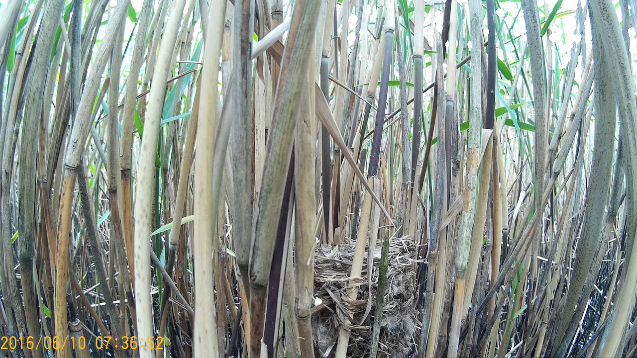 Great reed warbler (Acrocephalus arundinaceus) nest 2016 06 10