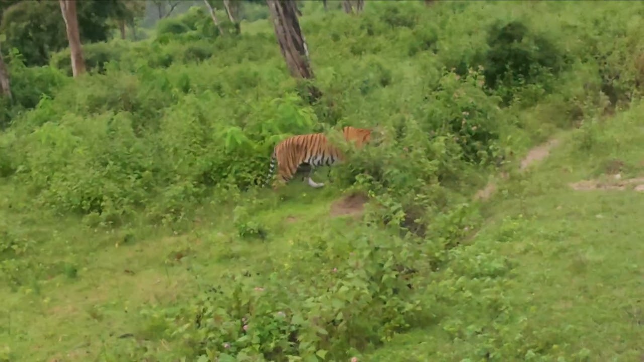 Tiger sighting in Bandipur Tiger Reserve | Raw Encounter in the wild 