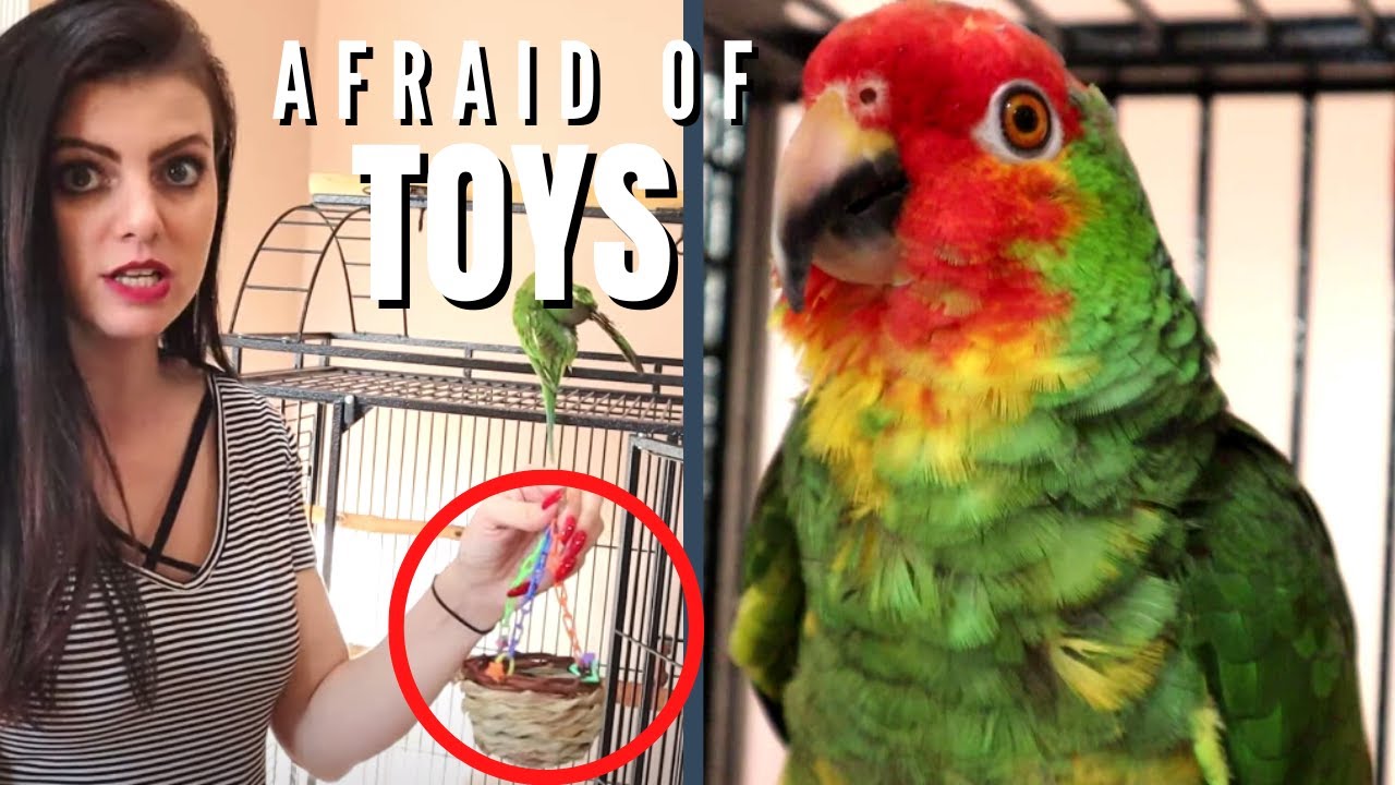 HOW TO CUSTOMIZE YOUR PARROT CAGE SETUP FOR A TIMID BIRD | CAGE TOUR