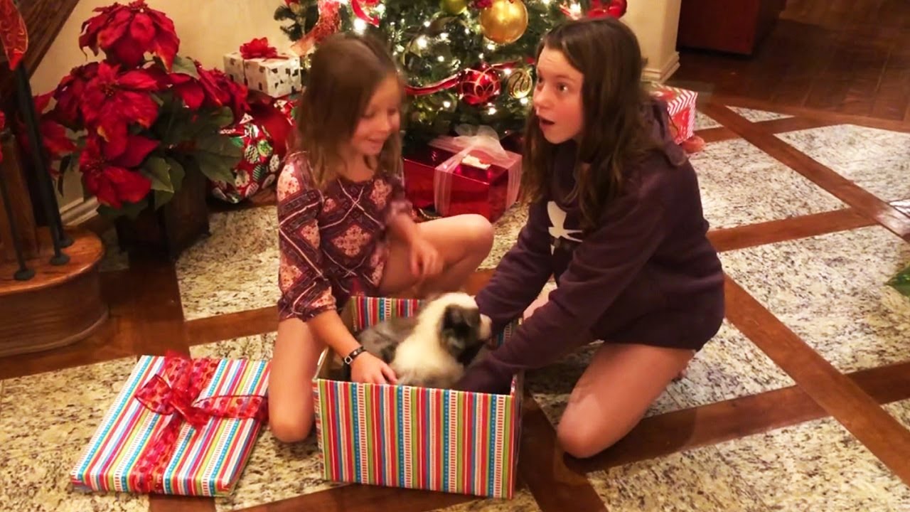 Christmas Puppy Surprise 2018 - 2019 [NEW]