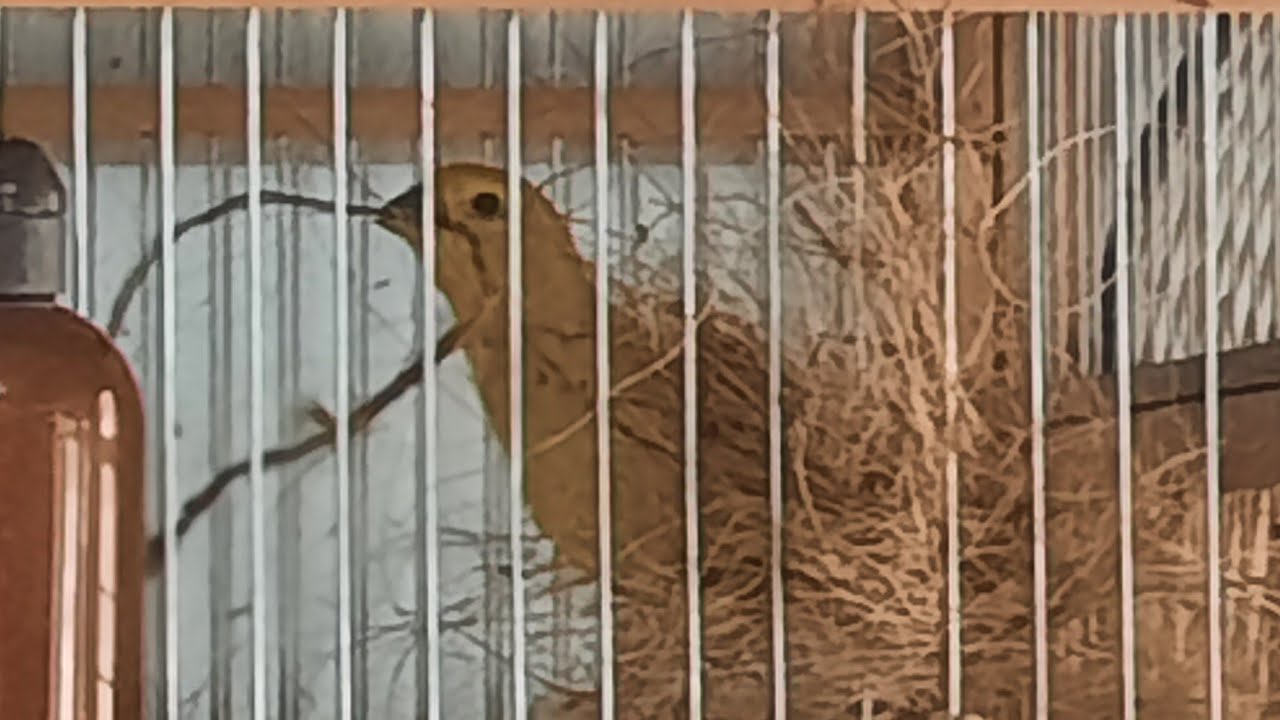 com qual idade devo Reproduzir a femea de canario da terra?#viral #canto #videoshort #shortvideo