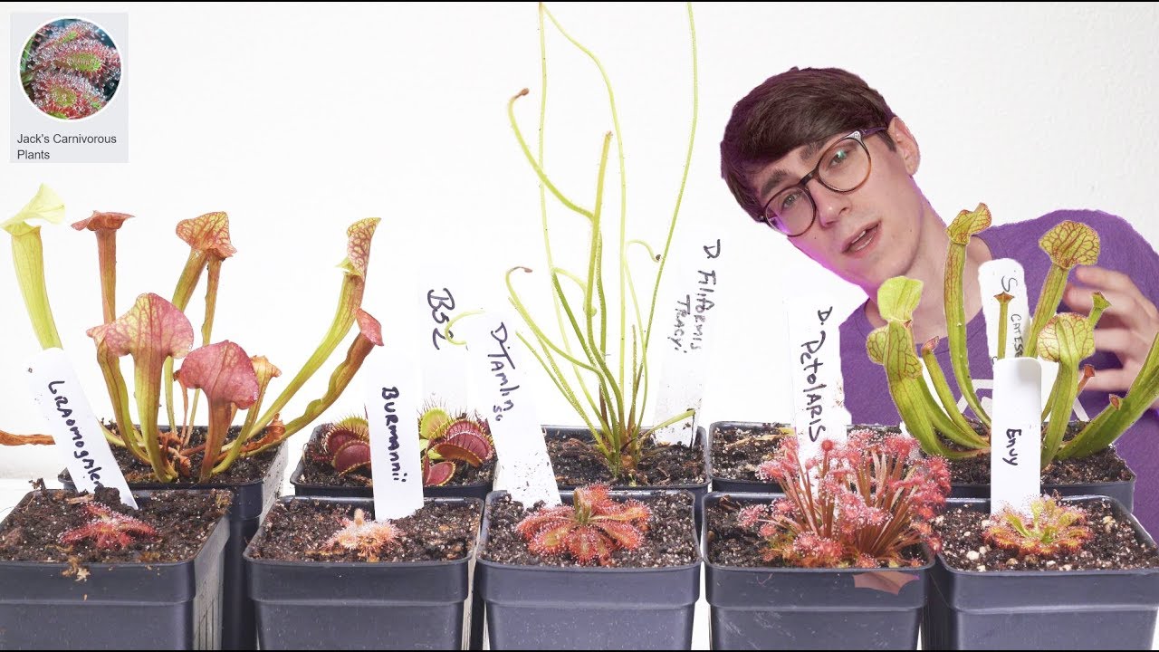 Plant Haul/Reveal ( Carnivorous plants from 