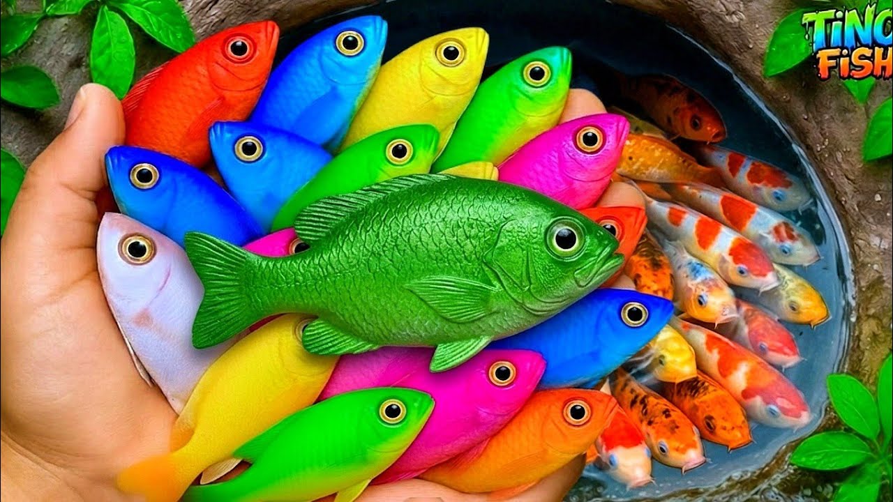 Tangkap ikan hias berwarna-warni di kolam kecil: ikan platy, guppy, kura-kura kecil, ikan mas, be...