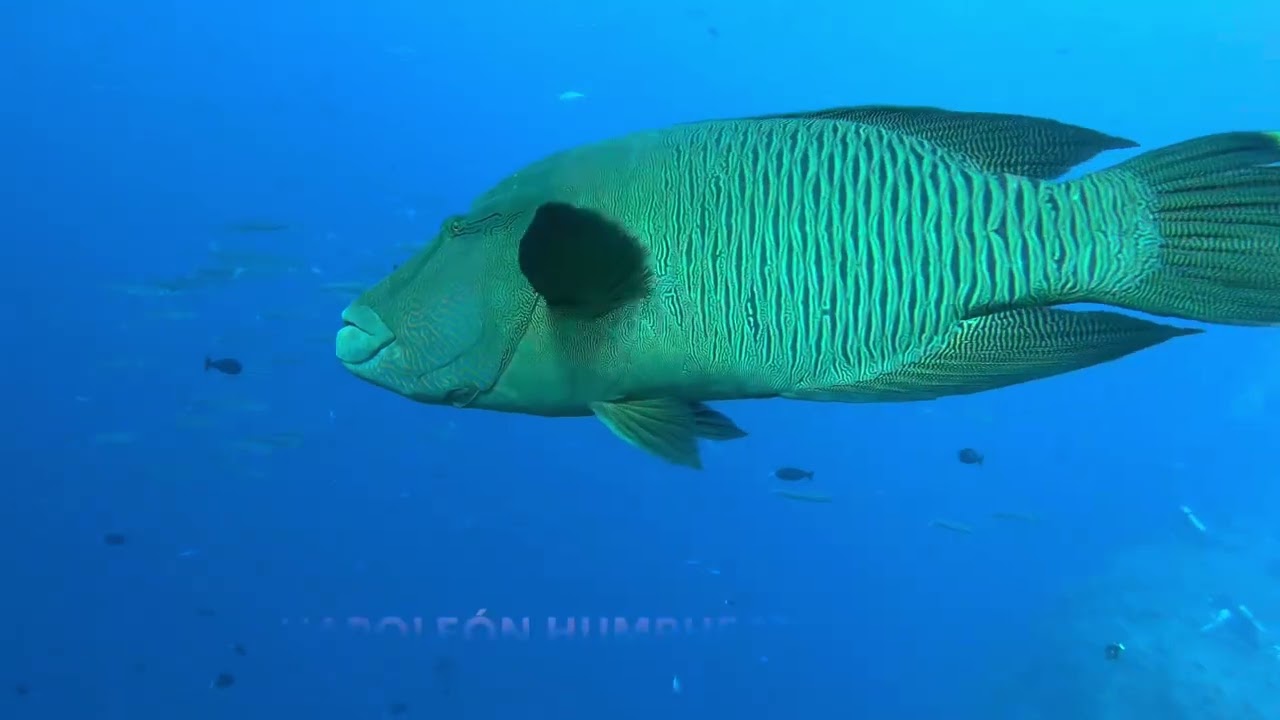 Scuba 🐠 Palau Siren Liveaboard and explore the state of Koror
