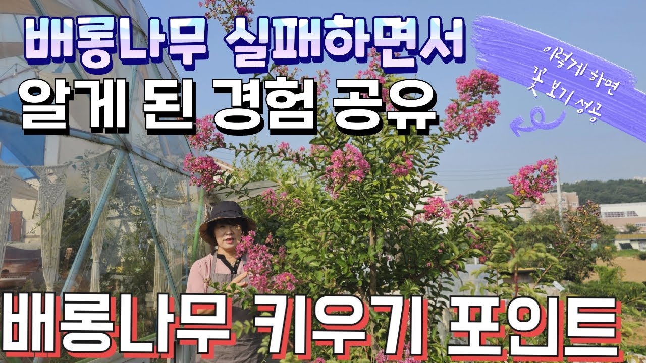 목백일홍(배롱나무) 키우기 핵심 포인트, 몇 번 실패한 후 알게 된 베롱나무 키울 때 주의할 점, 목백일홍 꽃이 피지 않는 이유,