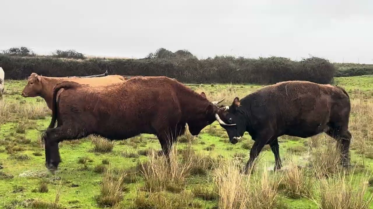 Impresionantes peleas de vacas bajo la lluvia es el peligro que tiene cuando se juntan dos piaras