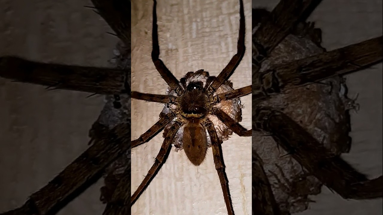huntsman Spider's egg sack🕷 | short video 