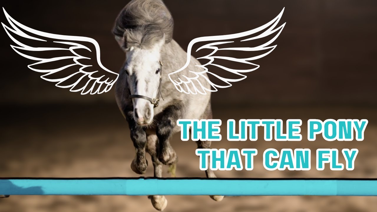 FREE JUMPING DUKE THE MINI PONY!