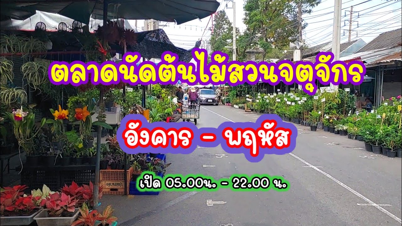 ล่าสุดเป็นแบบนี้!!! ตลาดนัดต้นไม้สวนจตุจักร 