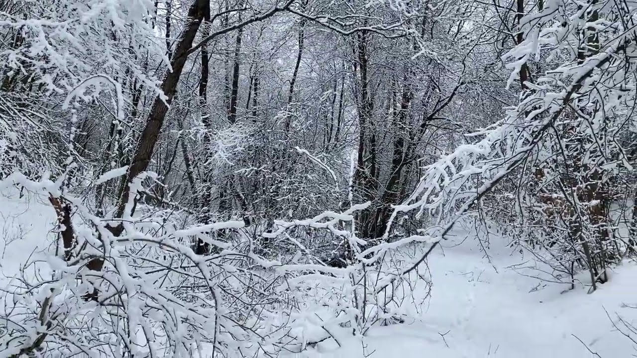Останній день січня продовжуємо пошук зимових грибів в ДУЖЕ ЗАСНІЖЕНОМУ ЛІСІ..гриби 2026
