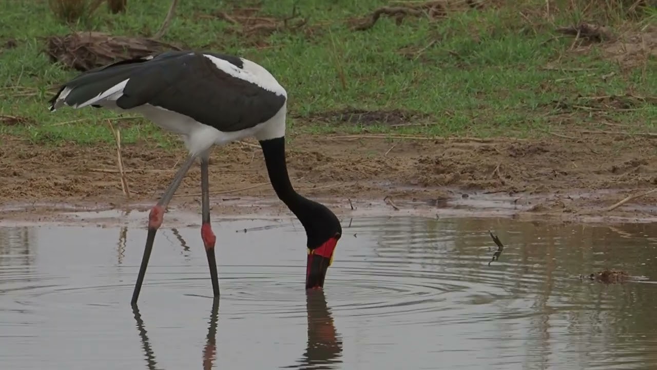 Saddle-billed storks hunt fish by wading slowly in shallow waters Kruger National Park @PKSafaris