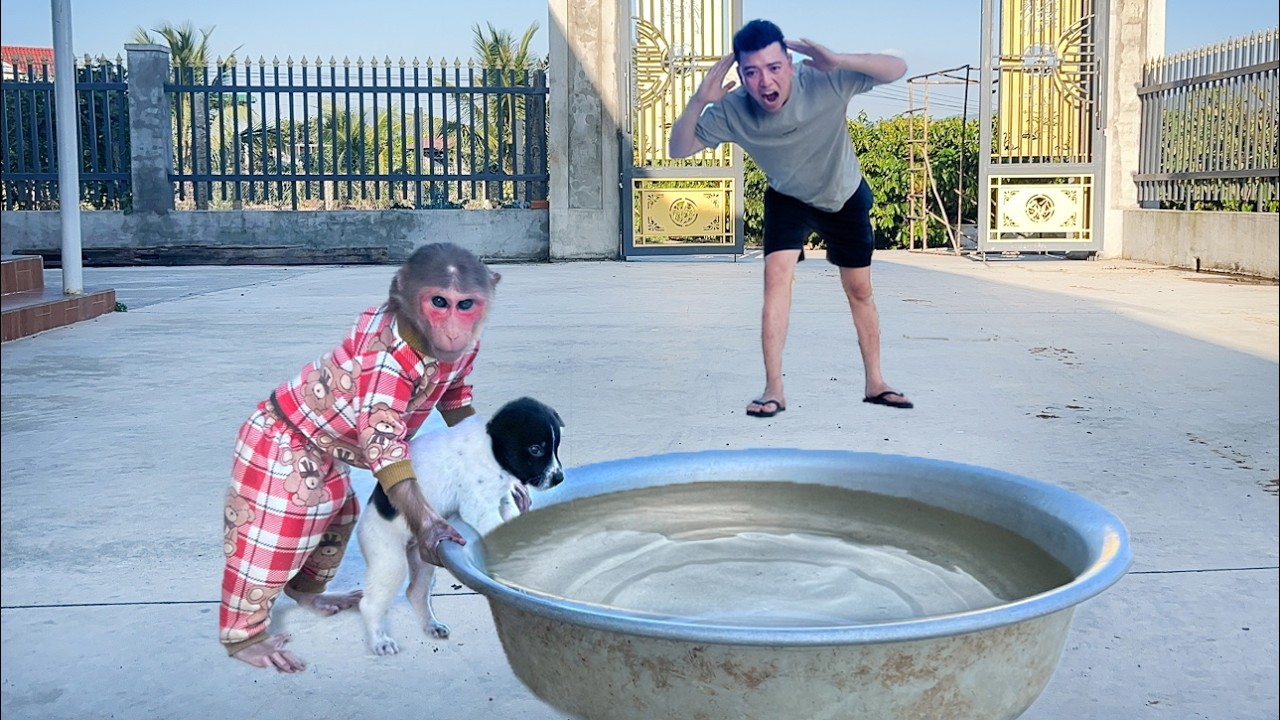 Monkey Luk secretly bathes Dog Milo… and gets caught red handed by Dad! 😱
