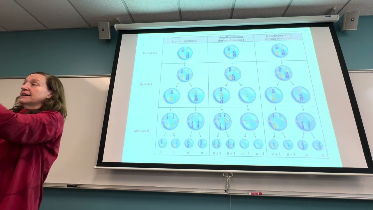Nondisjunction DNA Structure